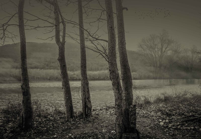winter trees.jpg